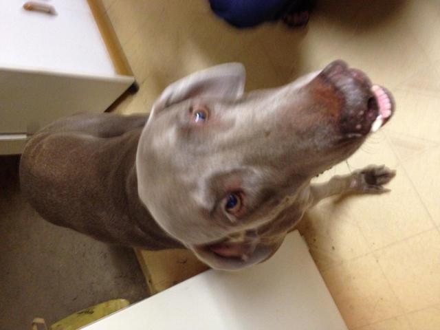 Bear w Tumor Face